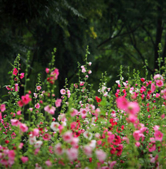 ฮอลลี่ฮ็อค คละสี (Hollyhock) / 100 เม็ด