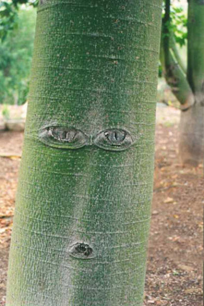 Lacebark Kurrajong / 5 เม็ด (Australia)