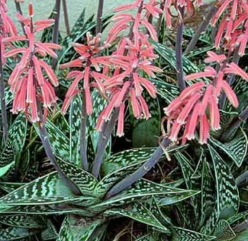 ว่านหางจระเข้ใบด่าง (Aloe Variegata) / 5 เม็ด (UK)*