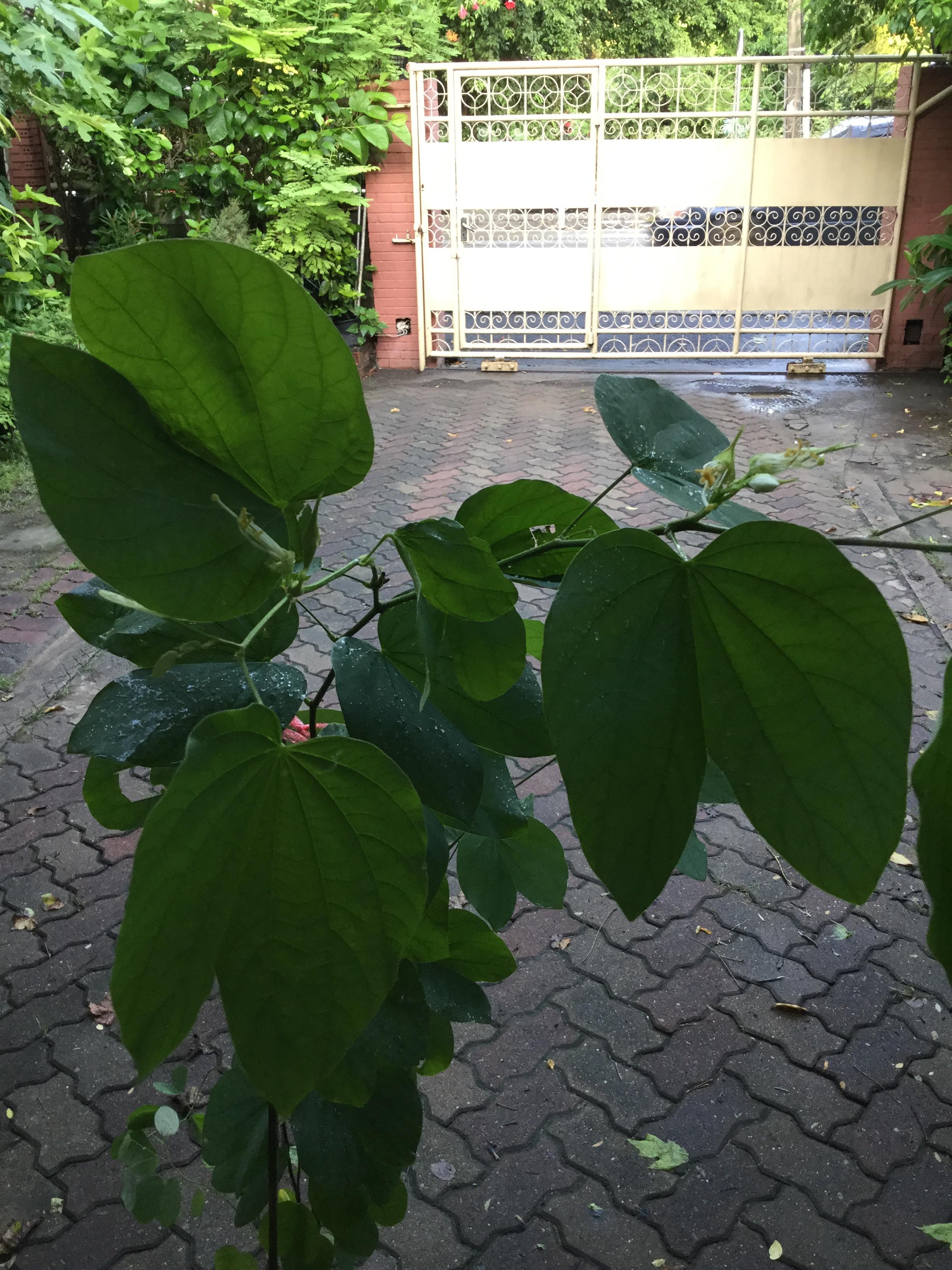 ต้นกาหลงขาว สูง 80-100 ซ.ม. / ต้น