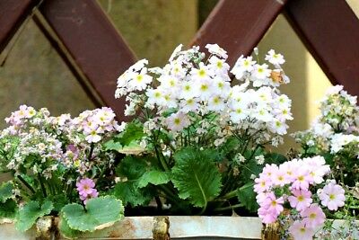 พริมโรส แฟรี่ (Fairy Primrose) คละ / 200 เม็ด (UK)