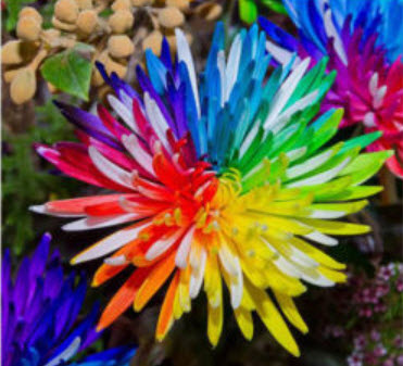 เบญจมาศ แฟนซี / 25 เม็ด