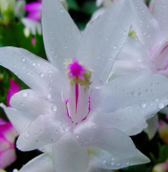 คริสมาสแคคตัส (Christmas Cactus) หรือมังกรคาบแก้ว สีขาว / 50 เม็ด