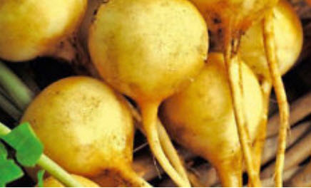 ไชเท้า สลาต้า (Radish Zlata) สีเหลือง / 400 เม็ด (UK)