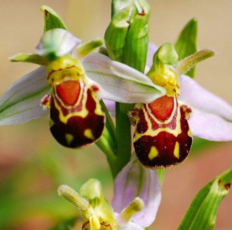 กล้วยไม้ผึ้ง (Bee Orchid) / 50 เม็ด