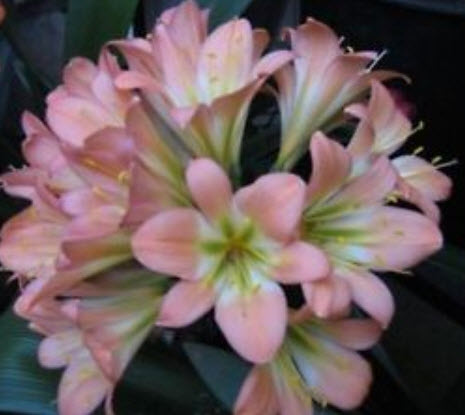 คลีเวีย (Clivia) ชมพู / 1 เม็ด (Indonesia)