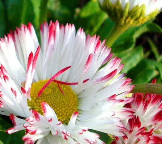 อิงลิชเดซี่ มอนสโตรซา (Daisy English Monstrosa) คละ / 500 เม็ด (UK)