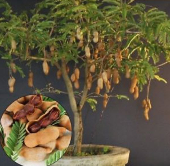 มะขาม บอนไซ (Tamarind bonsai) / 10 เม็ด