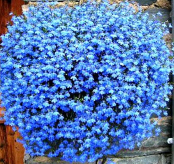 เวอร์บีนาเลื้อย (Trailing Verbena) สีฟ้าอ่อน / 200 เม็ด (Ukraine)