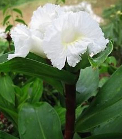 ต้นเอื้องหมายนา (Malay ginger) ดอกขาว สูง 40-50 ซ.ม. / ต้น