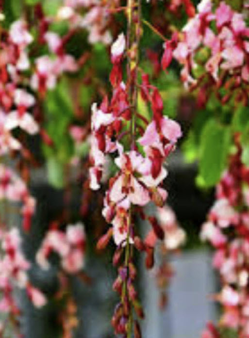 ต้นสร้อยสยาม ชงโคสยาม เสี้ยนแดง กระถาง 10 นิ้ว ไม้เลื้อย