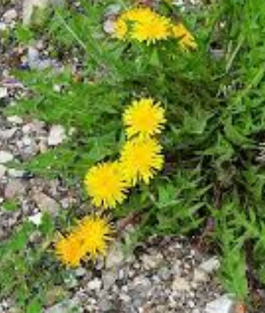 แดนดิไลออน (Dandelion) หรือ Wilderness / 1,600 เม็ด (Spain)
