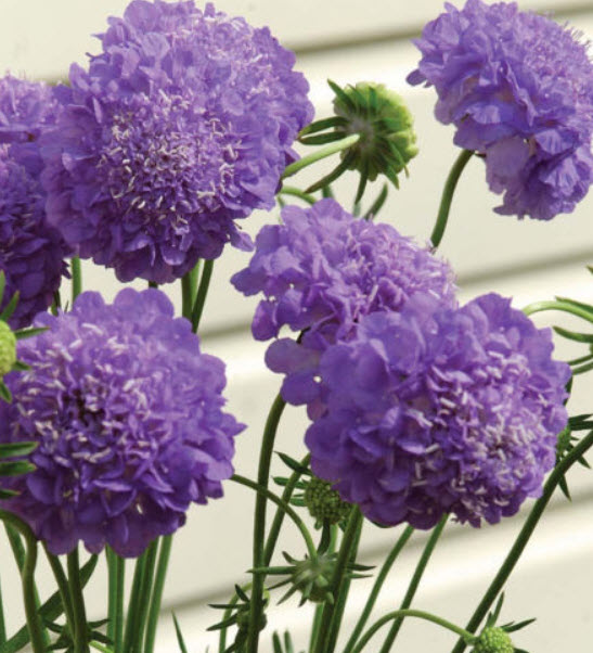สกาบิโอซา (Scabiosa Atropurpurea) สีม่วง / 100 เม็ด (นอก)
