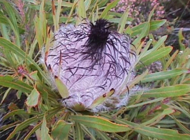 โพรเทีย (Protea Longifolia / Long Leafed Sugarbush) / 3 เม็ด (UK)