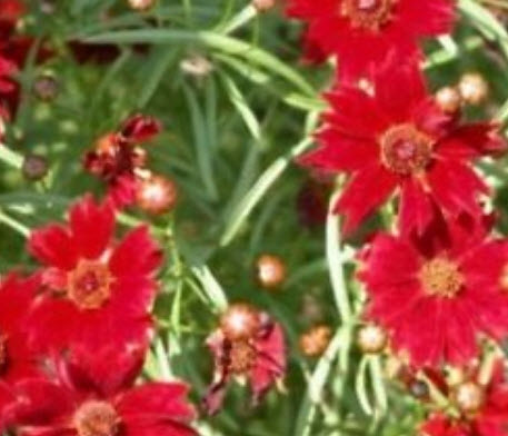 ดอกไม้ไหว (Plains Coreopsis) สีแดงเข้ม ต้นสูง / 50 เม็ด (USA)
