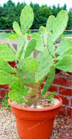 กระบองเพชรทานผล (Opuntia cactus) / 25 เม็ด (China)