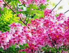 ชัยพฤกษ์ (Java cassia) / 25 เม็ด (P2S)