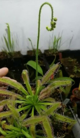 หยาดน้ำค้าง (Drosera Capensis) / 5 เม็ด (Spain)
