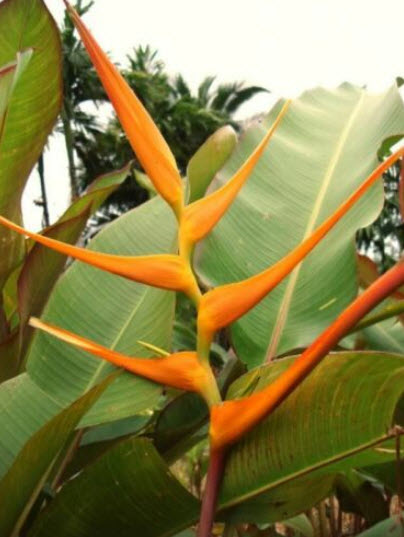 เฮลิโคเนีย (Heliconia latispatha - Orange Gyro) / 5 เม็ด (UK)