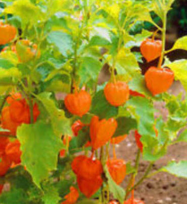 โทงเทงฝรั่ง หรือระฆังทอง (Cape gooseberry) / 100 เม็ด (P2S)