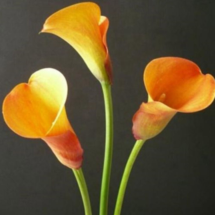 คาลล่า ลิลี่ (Calla Lily) สีส้ม / 100 เม็ด (S070)