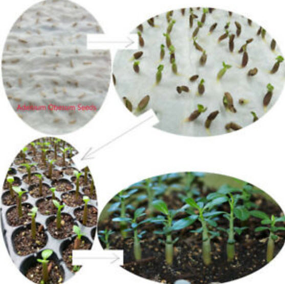 ชวนชม (Adenium) ดำ / 2 เม็ด (หายากมาก)