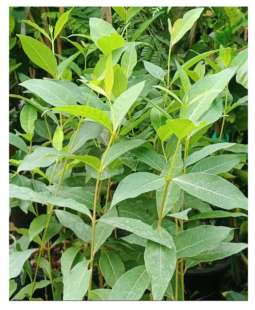 ต้น ยูคาลิปตัส ยูคา สีรุ้ง ยูคาลิปตัสสีรุ้ง สูง 50-70 ซ.ม. เพาะเมล็ด อายุต้น 1 ปี+