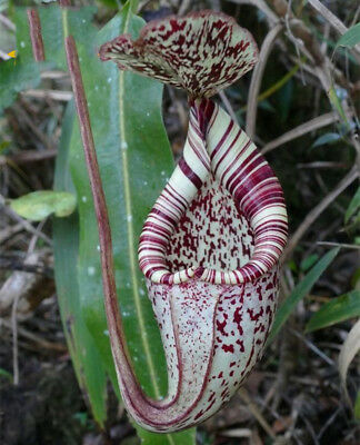 หม้อข้าวหม้อแกงลิง (Nepenthes) คละ / 100 เม็ด