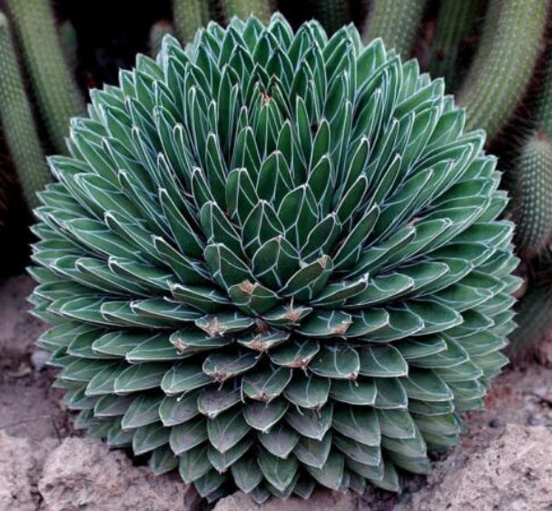 อะกาเว่ ควีนวิคทอเรีย (Queen Victoria Agave) / 5 เม็ด (UK)