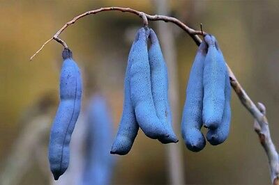 ไส้กรอกสีฟ้า (Blue Sausage) / 5 เม็ด (Serbia)