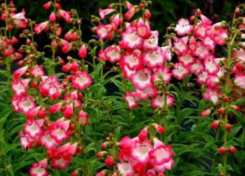 เพนสตีมอน เซนเซชั่น (Penstemon Sensation) คละ / 1,200 เม็ด (UK)*