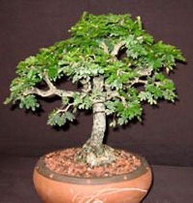 แบล็ค โลคัส บอนไซ (Black Locust bonsai) / 5 เม็ด