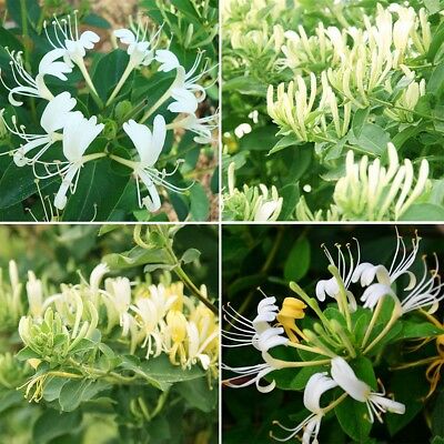 สายน้ำผึ้งญี่ปุ่น (Japanese Honeysuckle) / 20 เม็ด (นอก)