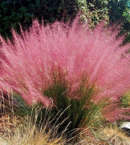 หญ้ามูลี่ชมพู/แดง (Pink/Red Muhly Grass) / 100 เม็ด (Mongolia)
