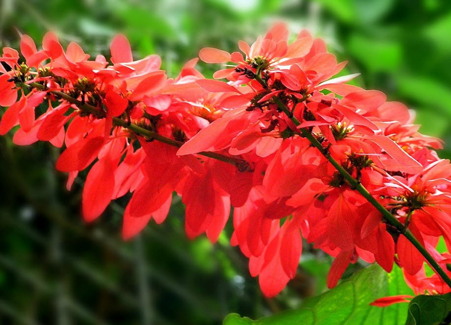 ต้นวาซีวีเซีย (Warszewiczia coccinea) กระถาง สูง 50-60 ซ.ม. / ต้น