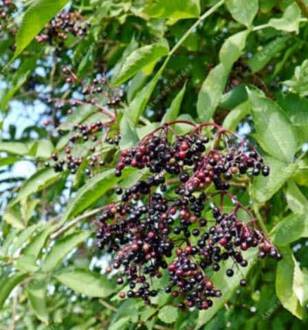 อัลเดอร์เบอรี (Elderberry) / 10 เม็ด (นอก)
