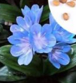คลิเวีย (Clivia) ฟ้า / 5 เม็ด