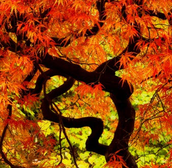 เมเปิ้ลญี่ปุ่น Iroha Momiji / 20 เม็ด