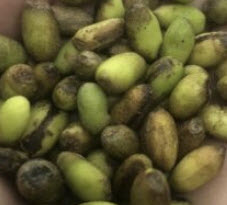 อโกลนีมา เสือพราน 3 สี (Aglaonema pictum tricolor) / เม็ด (UK)