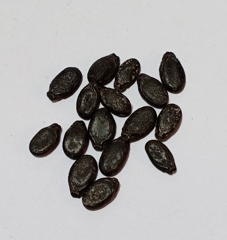 บวบพวง (Bunch Sponge Gourd) / 15 เม็ด (P2S)