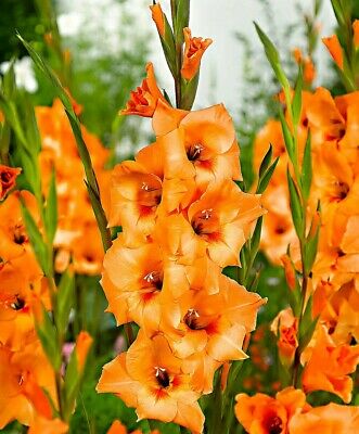 แกลดิโอลัส (Gladiolus) สีส้ม ดอกใหญ่ / 100 เม็ด
