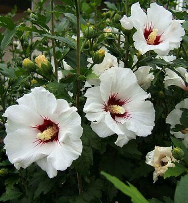 เมล็ดพันธุ์ โรส ออฟ ชารอน สีขาว "เรด ฮาร์ท" (Rose of Sharon) / 50 เม็ด (UK)