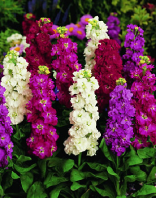 ไวโอเล็ท - ซินเดอเรลล่า (Violet - Cinderella) คละ / 25 เม็ด (UK)