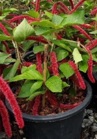 ต้นหางกระรอกแดง กระถาง สูง 30-50 ซ.ม. / ต้น