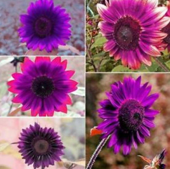 ทานตะวัน สีม่วง (Purple Sunflower) / 50 เม็ด