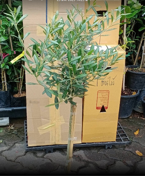 ต้นมะกอก มะกอกโอลีฟ พันธุ์ Leccino จากอิตาลี ไซส์ใหญ่ ทรงพุ่ม สูง 80-100 ซ.ม.