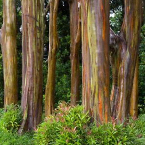 ยูคาลิปตัสแฟนซีฮาวาย (Hawaii Rainbow Eucalyptus) / 100 เม็ด