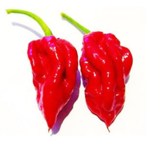 พริก Red Ecuadorian / 50 เม็ด (S038)