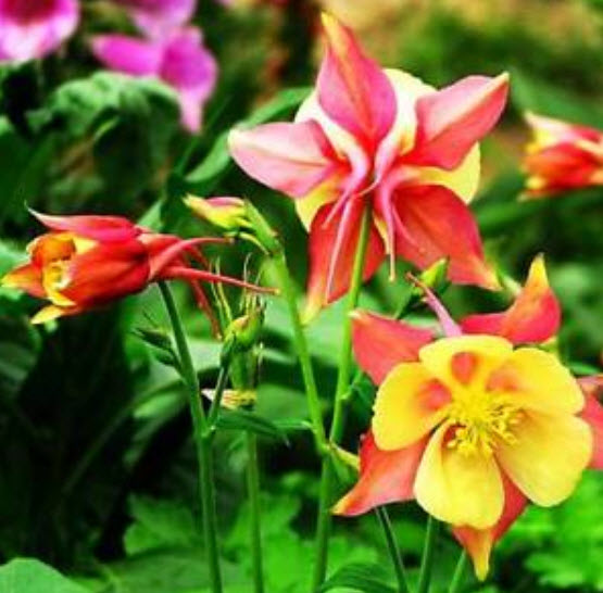 โคลัมบายน์ (Columbine - Mrs Scott Elliott) คละ / 450 เม็ด (UK)