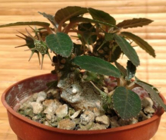 มะพร้าวทะเลทราย (Dorstenia Foetida) / 3 เม็ด (France)